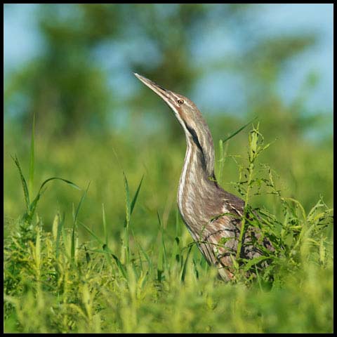 American Bittern