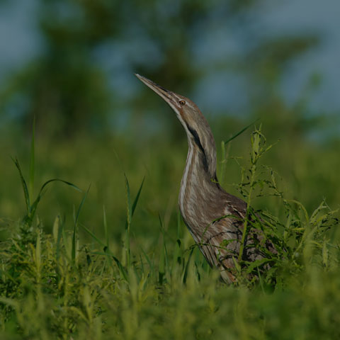American Bittern