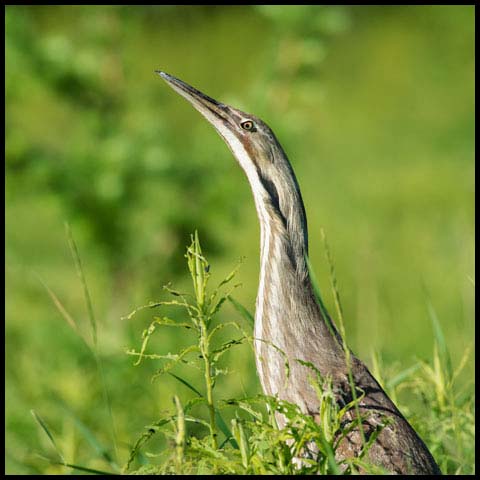 American Bittern
