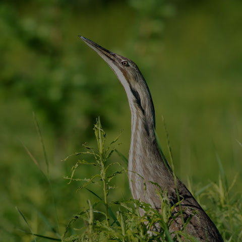 American Bittern