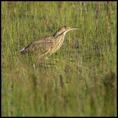 American Bittern