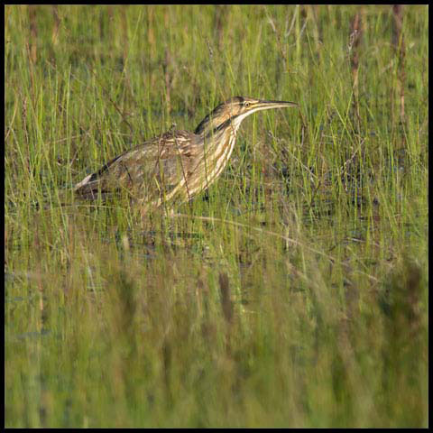American Bittern