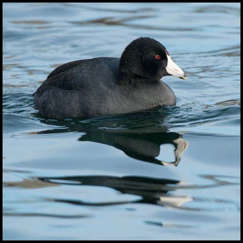 American Coot