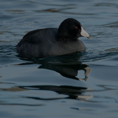 American Coot