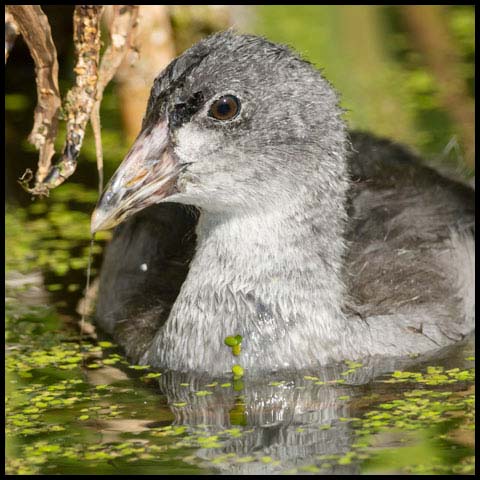 American Coot