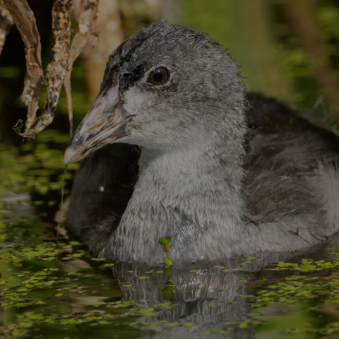 American Coot