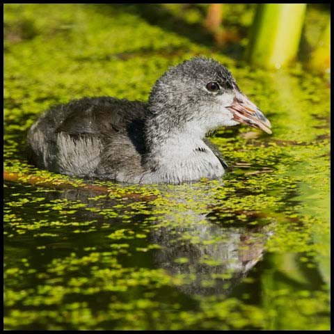 American Coot