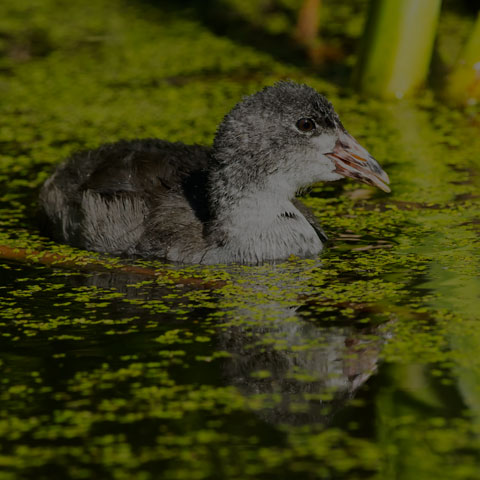 American Coot