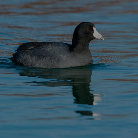 American Coot