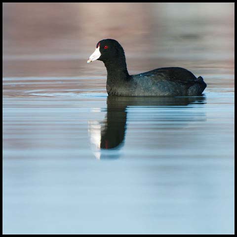 American Coot