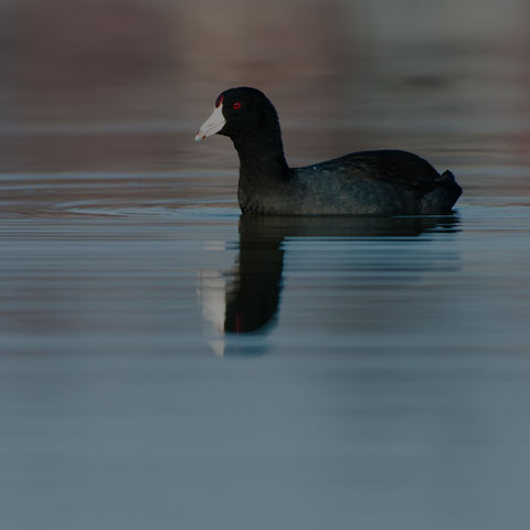 American Coot
