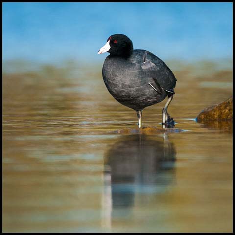 American Coot
