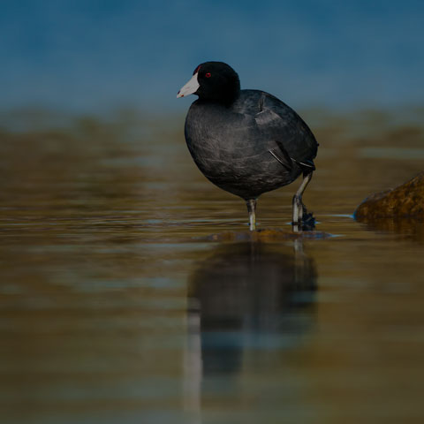 American Coot