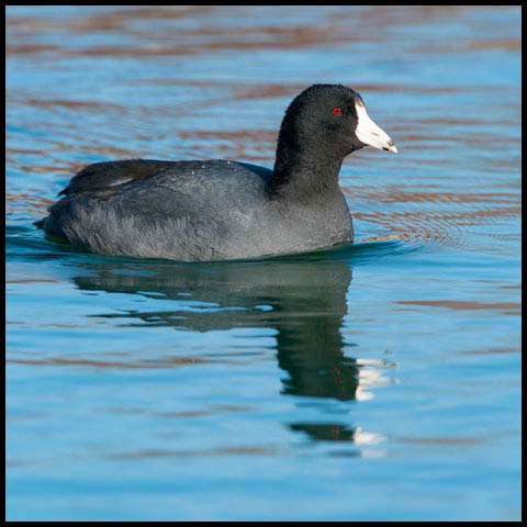 American Coot