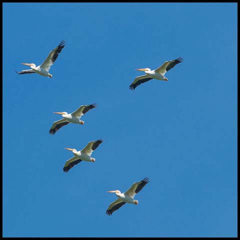 American White Pelican