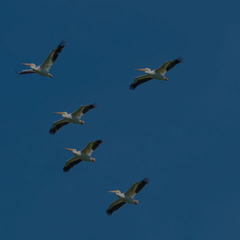 American White Pelican