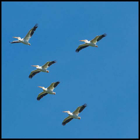 American White Pelican