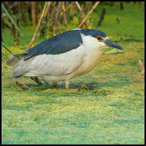 Black-crowned Night Heron