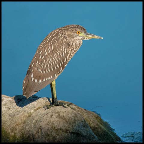 Black-crowned Night Heron