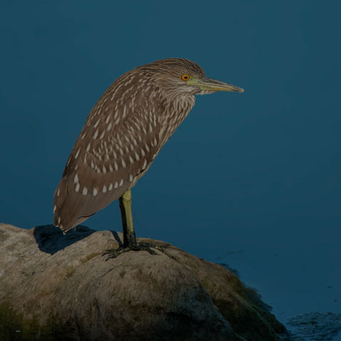 Black-crowned Night Heron