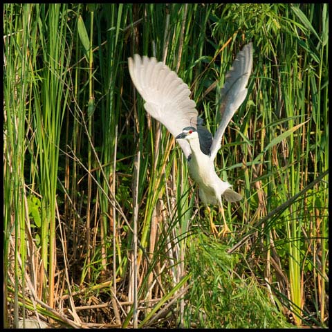 Black-crowned Night Heron