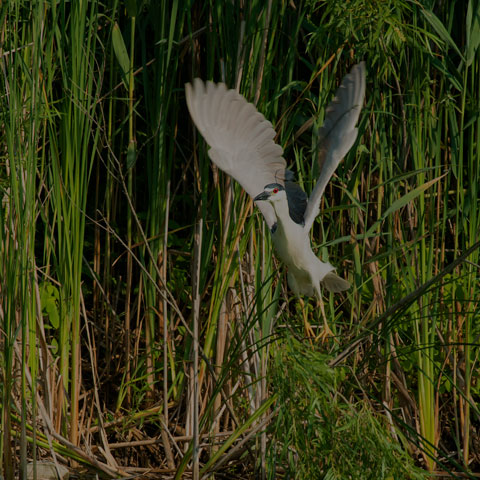 Black-crowned Night Heron