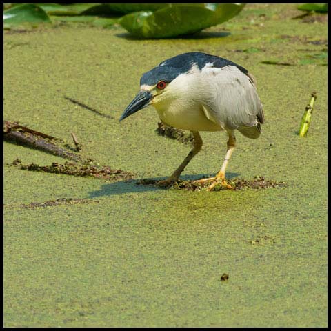 Black-crowned Night Heron
