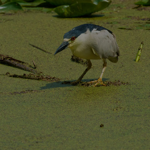 Black-crowned Night Heron