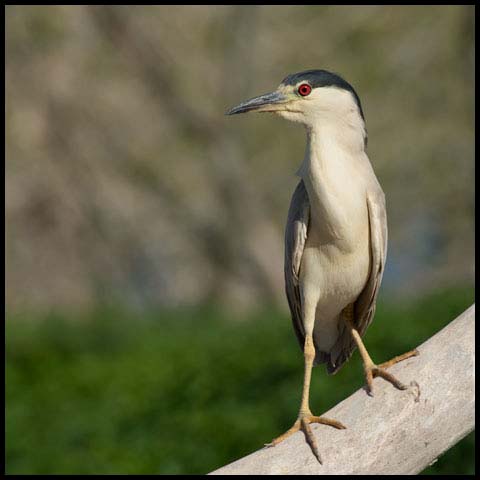 Black-crowned Night Heron