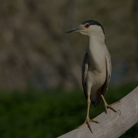 Black-crowned Night Heron