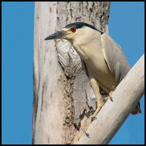 Black-crowned Night Heron