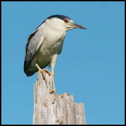 Black-crowned Night Heron