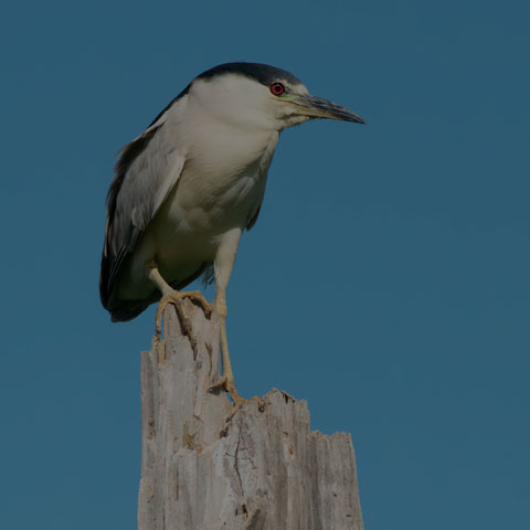 Black-crowned Night Heron