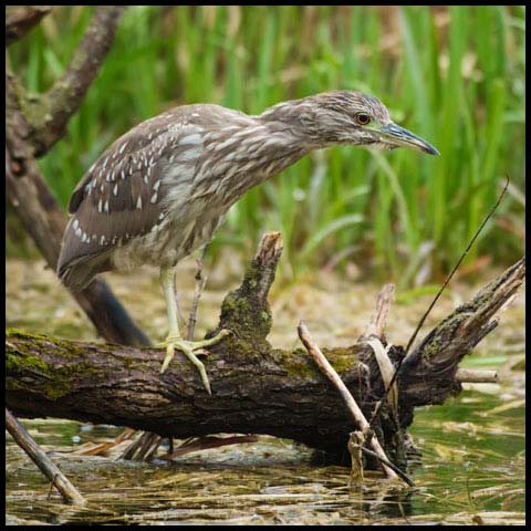 Black-crowned Night Heron