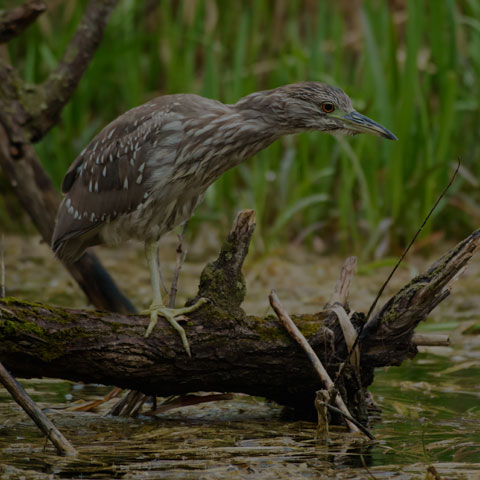 Black-crowned Night Heron