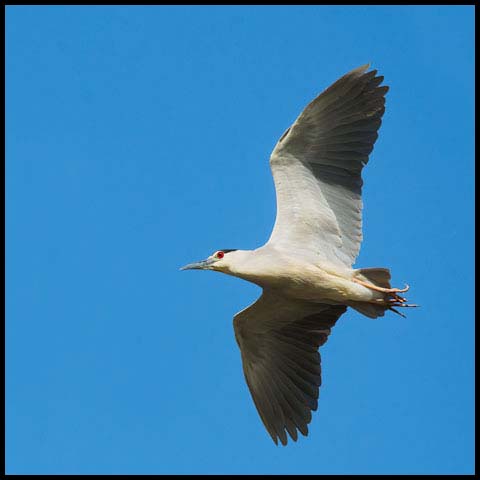 Black-crowned Night Heron