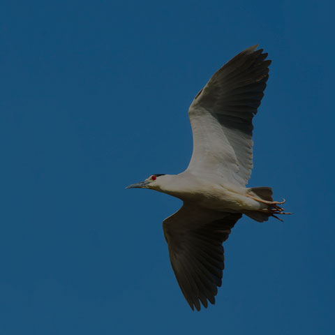 Black-crowned Night Heron