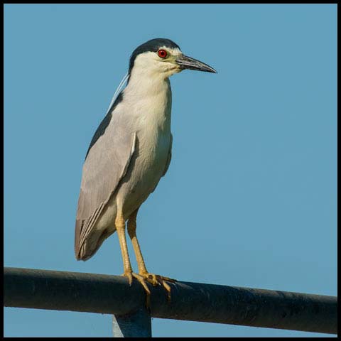 Black-crowned Night Heron
