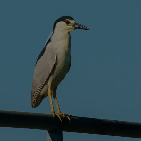 Black-crowned Night Heron
