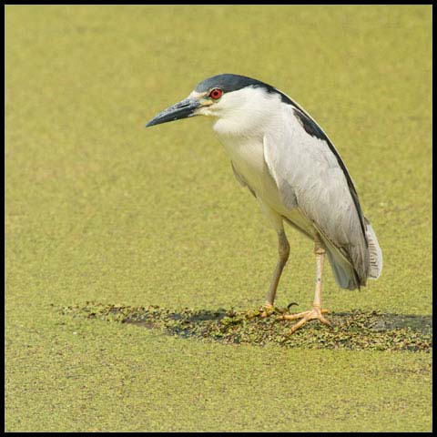 Black-crowned Night Heron