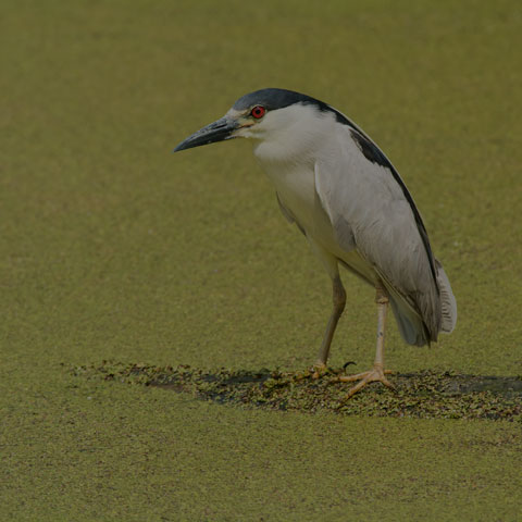 Black-crowned Night Heron