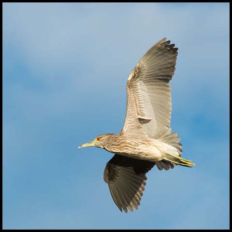 Black-crowned Night Heron