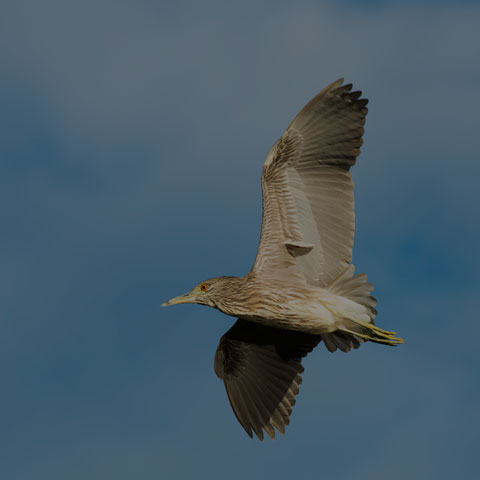 Black-crowned Night Heron
