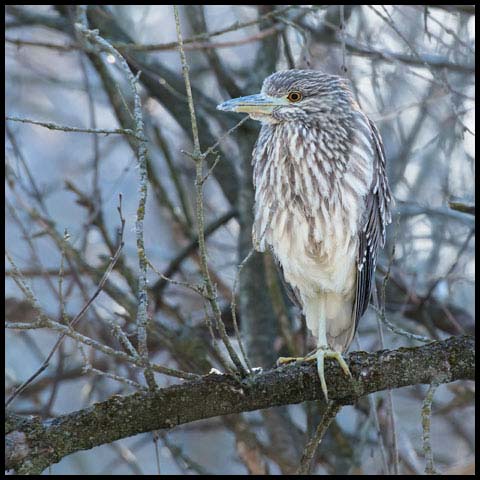Black-crowned Night Heron