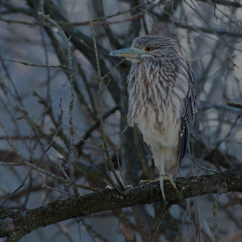 Black-crowned Night Heron