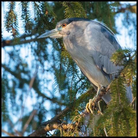 Black-crowned Night Heron