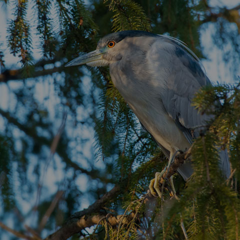 Black-crowned Night Heron