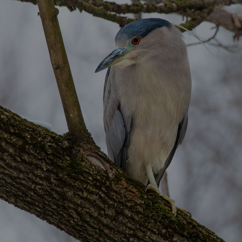 Black-crowned Night Heron