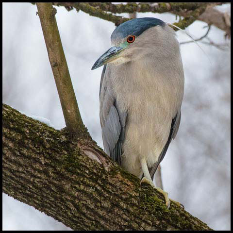 Black-crowned Night Heron