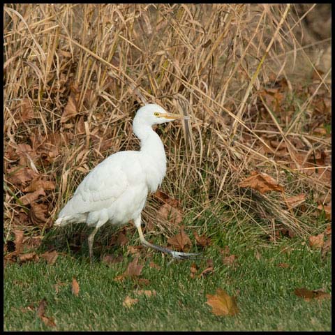 Cattle Egret